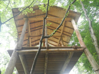 treehouse1611163